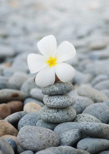 Frangipani flowers and pebbles — Stock Photo, Image