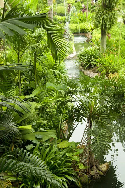 Tropischer Garten — Stockfoto