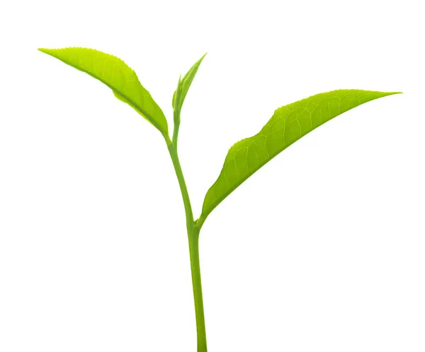 お茶の葉 — ストック写真