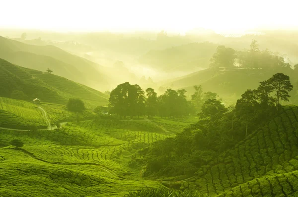 Чайная ферма — стоковое фото