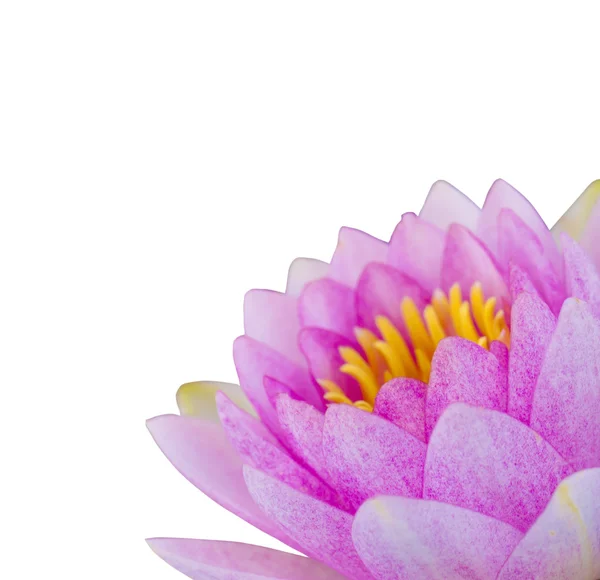 Ροζ lotus σε άσπρο φόντο — Φωτογραφία Αρχείου