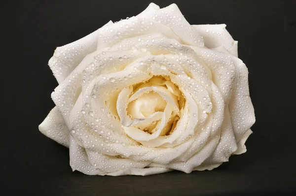 Белая роза — стоковое фото