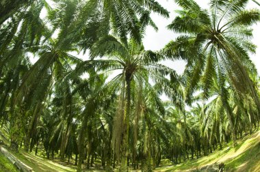 Palm Oil Plantation in Fish eye view clipart