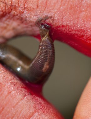 Blood sucking leech. clipart