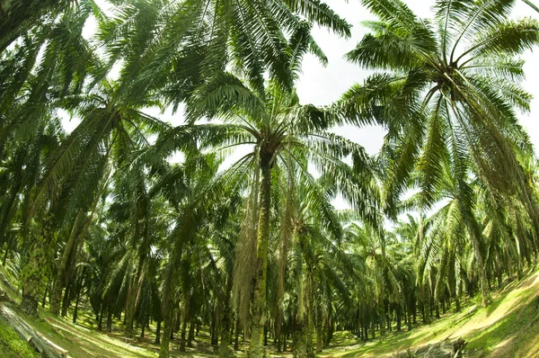 Palm Oil Plantation in Fish eye view — Stock Photo, Image