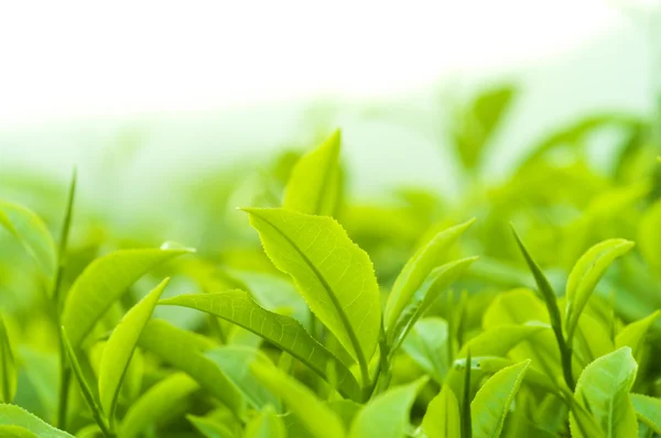 Chá folhas — Fotografia de Stock