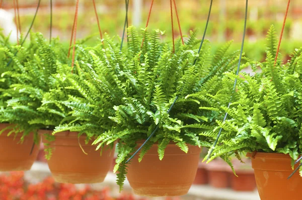 stock image Greenhouse.