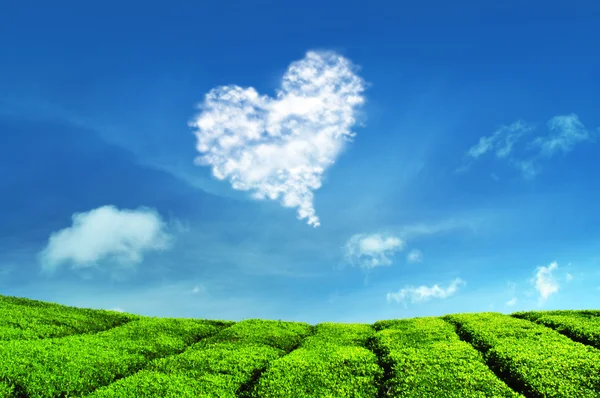Nuvem de amor e plantações de chá — Fotografia de Stock