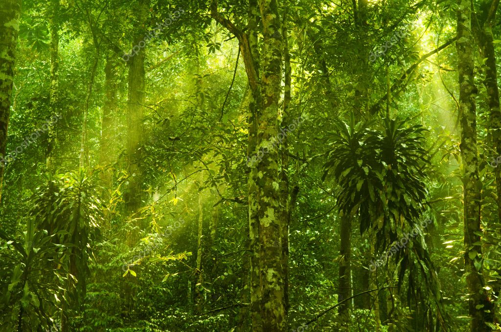 Jungle background Stock Photos, Royalty Free Jungle background Images |  Depositphotos