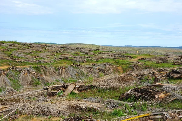 야자나무가늘어 나면서 열 대밀림 이 파괴되다 — 스톡 사진