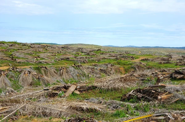 Palmeira caída causando destruição da selva tropical — Fotografia de Stock