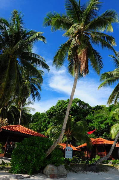 Mycket lång och vacker kokosnöt träd i sibu island resort — Stockfoto