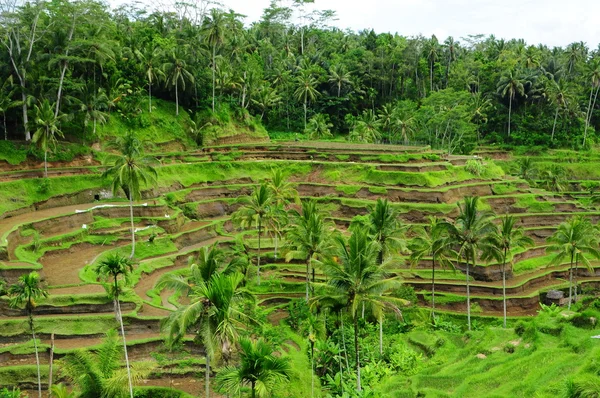 Балийское рисовое поле Лицензионные Стоковые Изображения