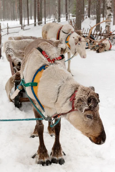 Reindeers — Stok fotoğraf