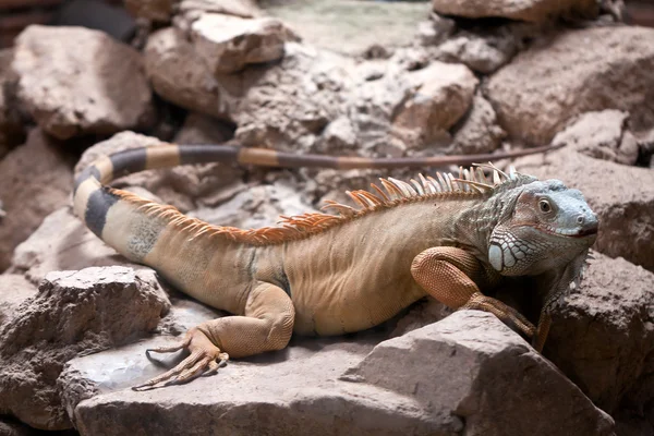 鬣鳞蜥坐在一块石头 — 图库照片