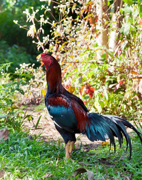 Cock on the background of green trees — Stock Photo, Image