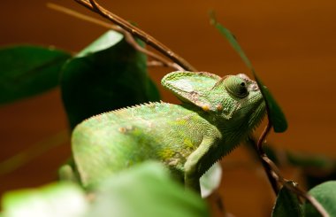 Yeşil kertenkele iguana bir ağaç dalı