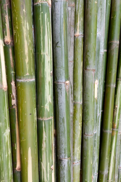 Green bamboo stems are horizontal — Stock Photo, Image