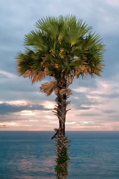 Palm tree at sunset — Stock Photo, Image