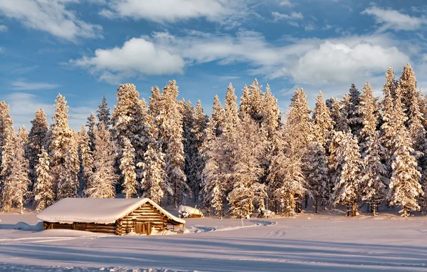 Gegraven in het winter frosty forest — Stockfoto