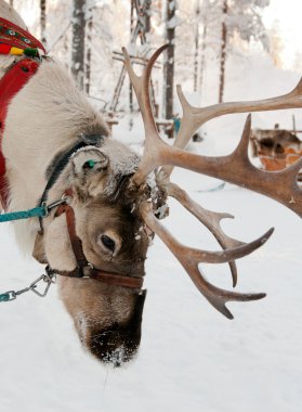 Noel reindeer