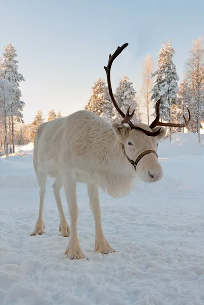Noel reindeer — Stok fotoğraf