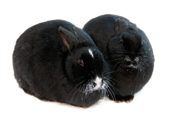 Dois coelhos isolados sobre fundo branco — Fotografia de Stock