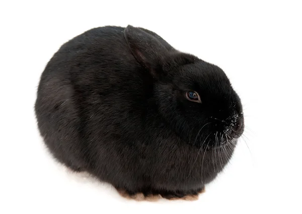 Černý králík — Stock fotografie