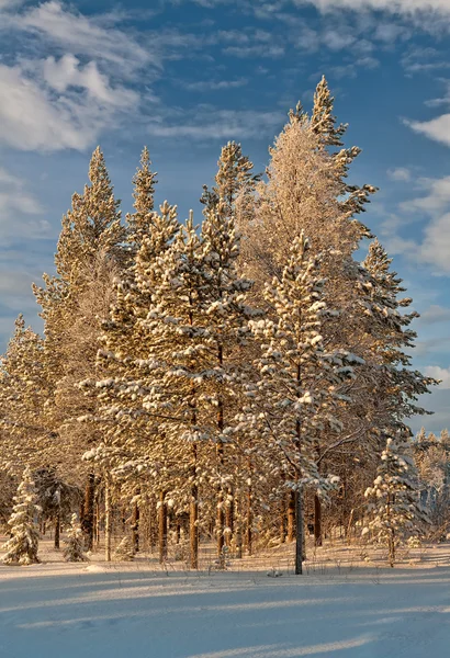 Vinterskog landskap — Stockfoto