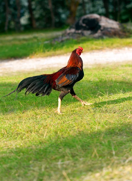 Rooster runs on the green grass — Stock Photo, Image