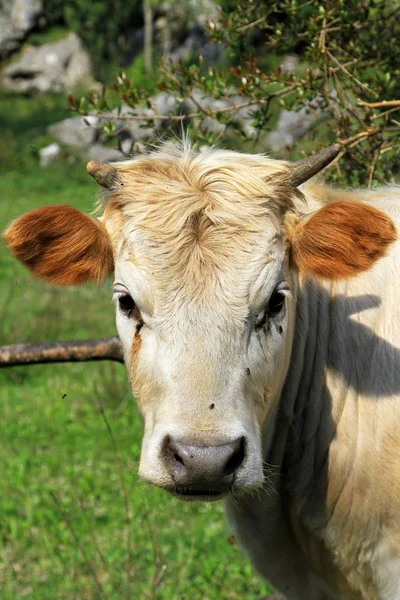 牛ファーム — ストック写真