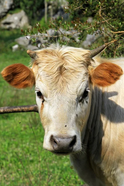 Ferme de vaches — Photo