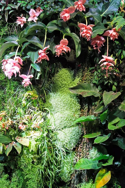 Jardines de orquídeas —  Fotos de Stock