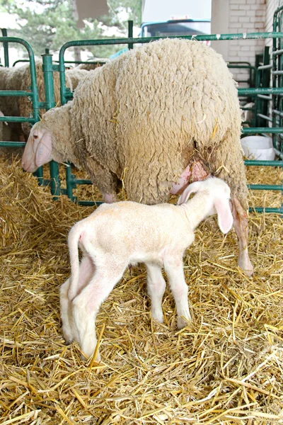 Агнец и овцы — стоковое фото