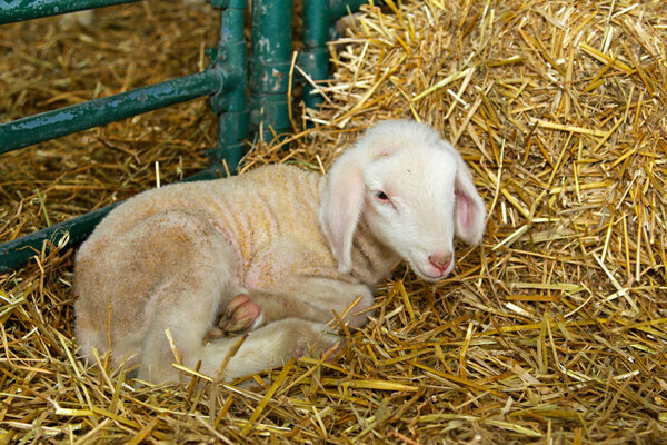 Lamb in pen