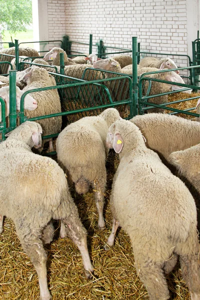 Owce w pióro — Zdjęcie stockowe