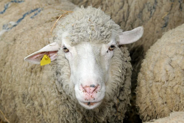 Sheep head Stock Photo