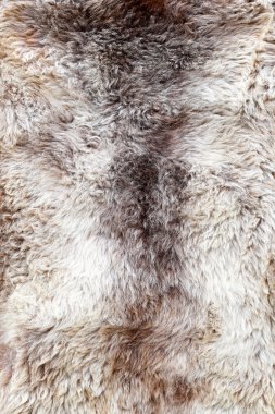 Genuine fur clipart