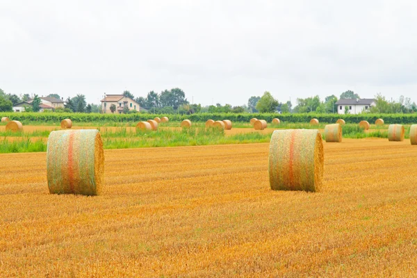Field haystack — Stock Photo, Image