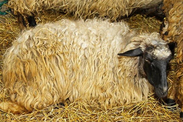 La oveja en la granja — Foto de Stock