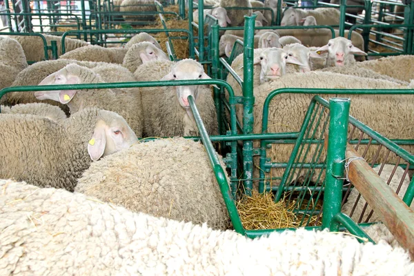 羊场 — 图库照片