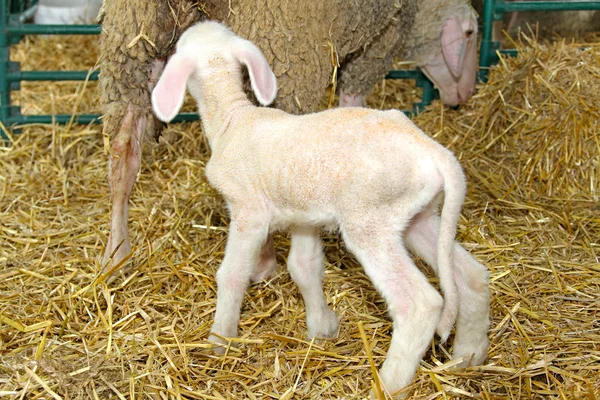 Cordero y oveja —  Fotos de Stock