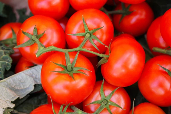 番茄味 免版税图库图片