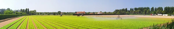 Panoramik salata alan — Stok fotoğraf