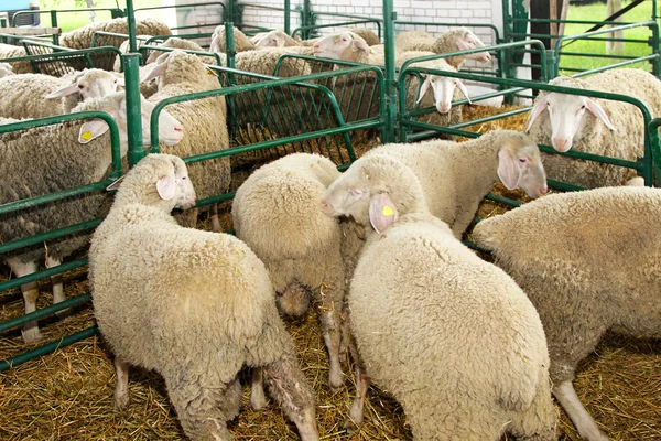 Ovce v Peru — Stock fotografie