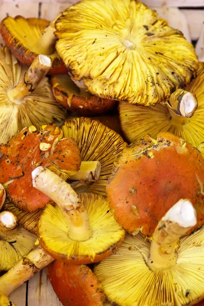 Свіжий гриб Лисички — стокове фото