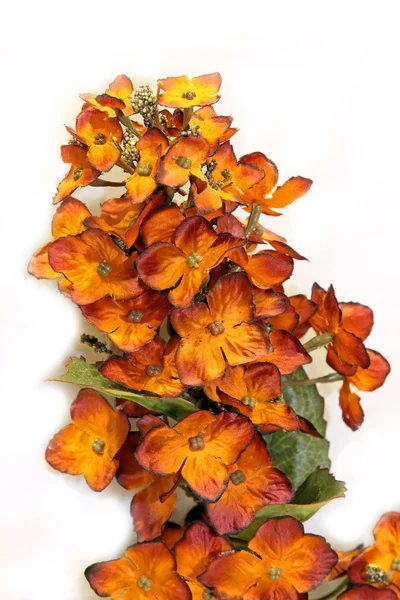 Πορτοκαλί λουλούδια — Φωτογραφία Αρχείου