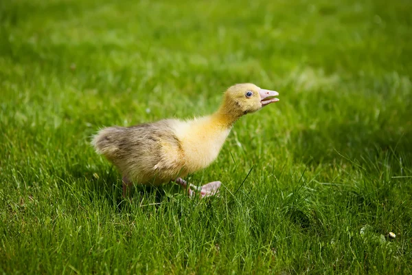 Weinig gosling — Stockfoto
