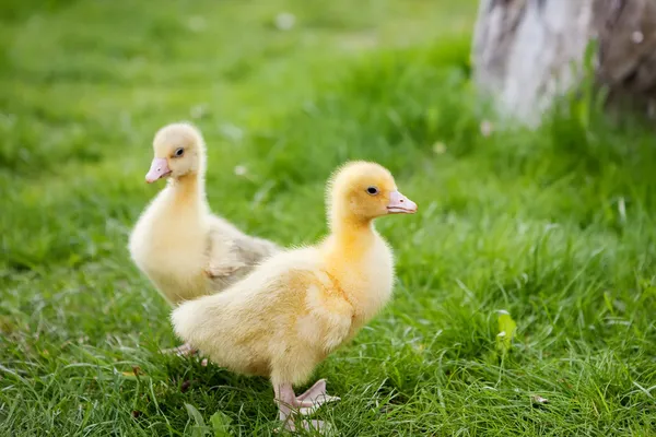 Dos pequeños gansos — Foto de Stock