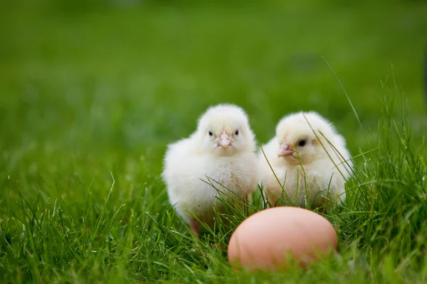 Two little chicken — Stock Photo, Image